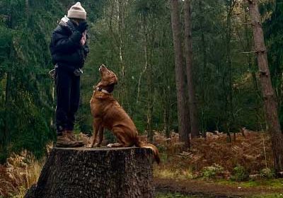 Dog-training-Norwich